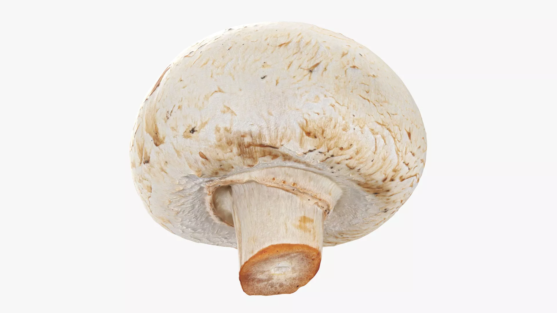 Champignon Mushroom 01 Low-poly 3D model