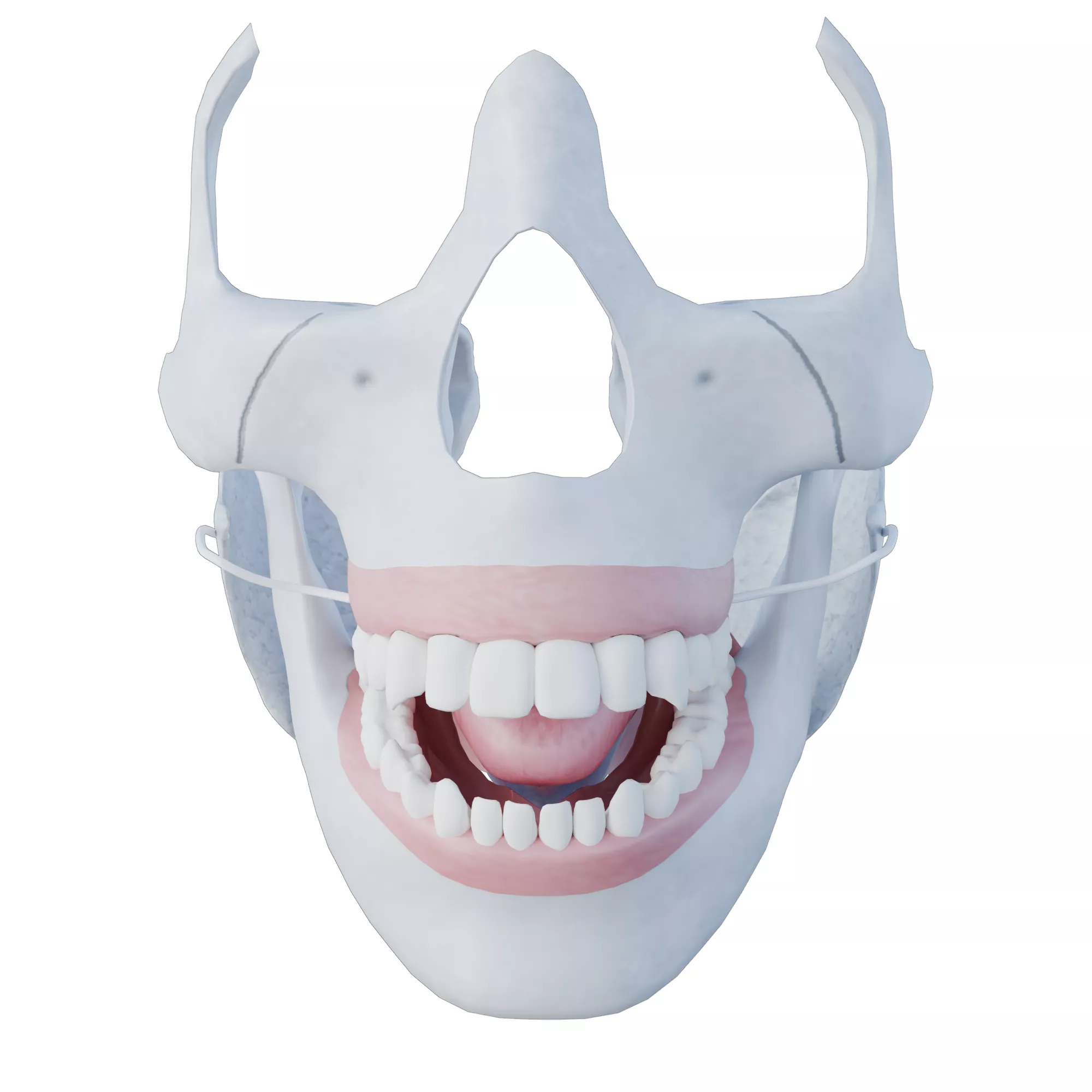 Life Processes Oral Cavity 3D model