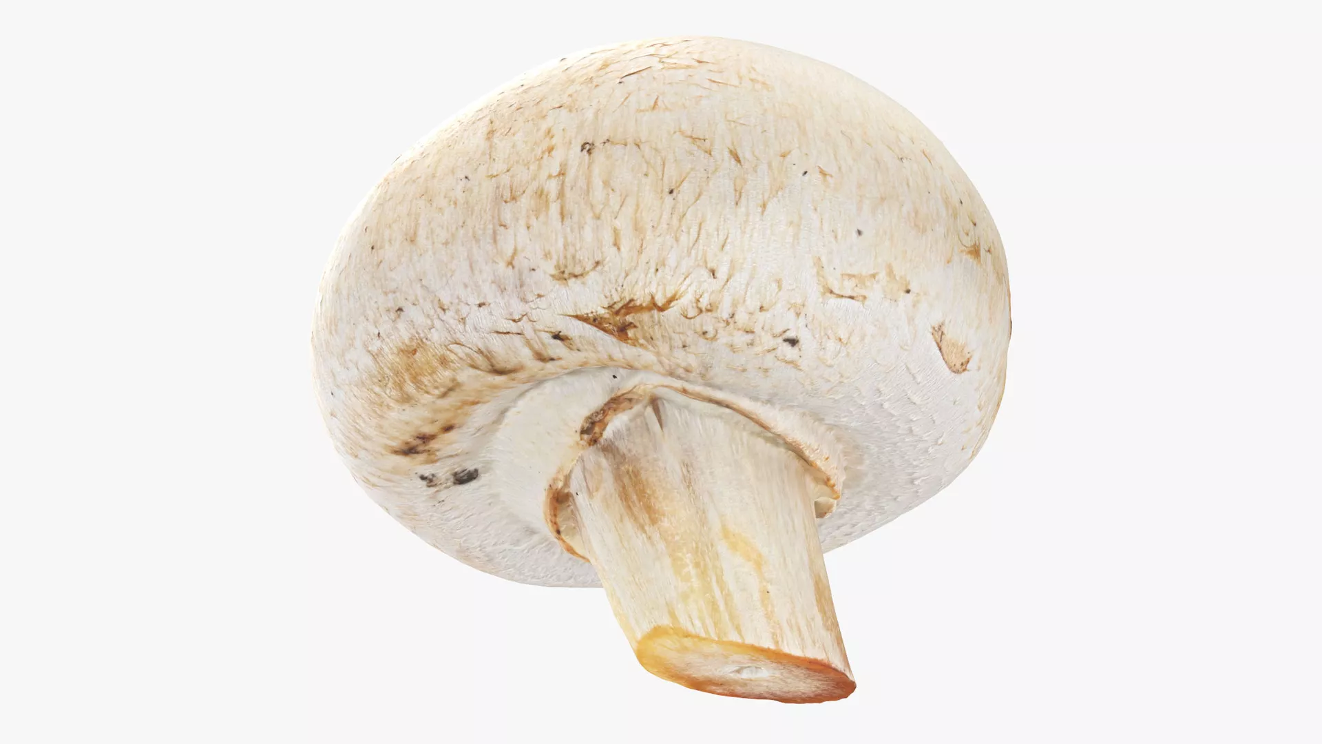 Champignon Mushroom 03 Low-poly 3D model
