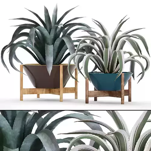 Agave collection 3 aloe plant 3D model