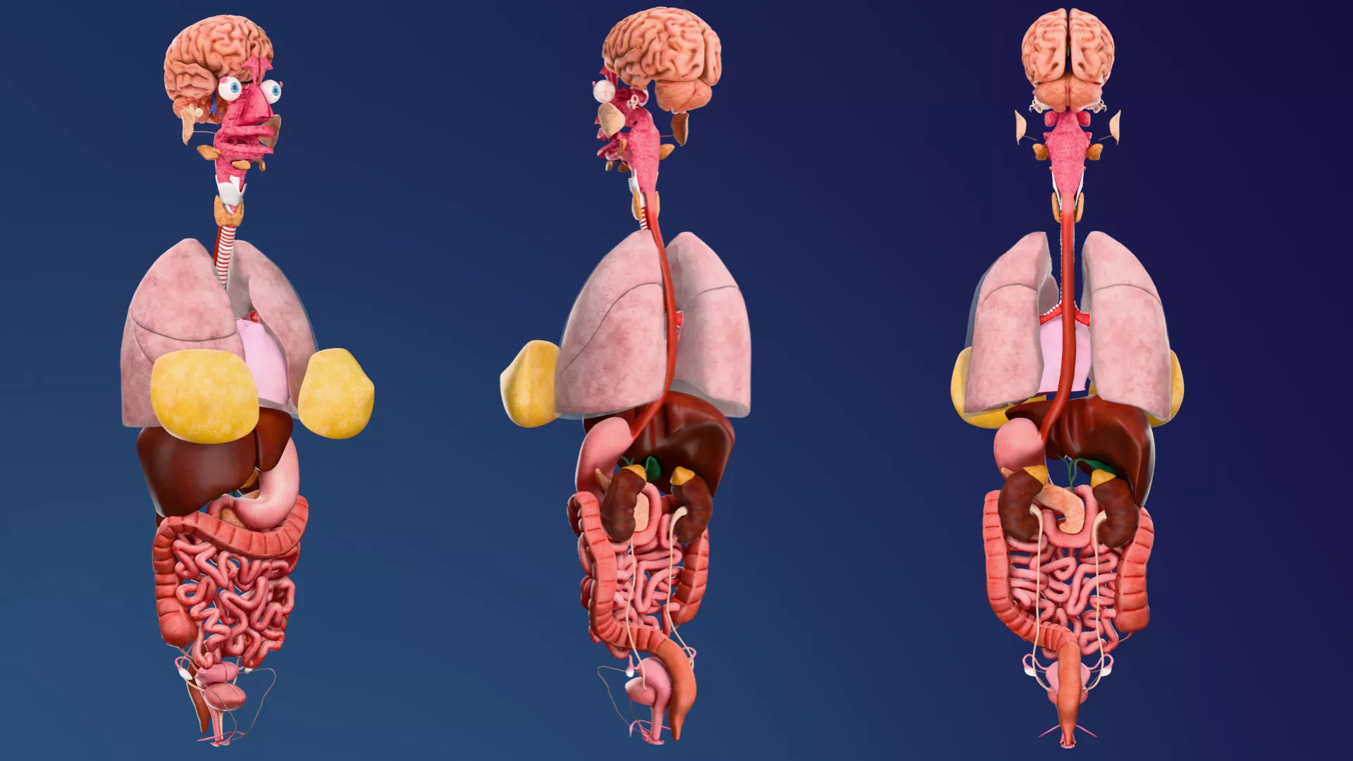 Complete Female Internal Organs System 3D model