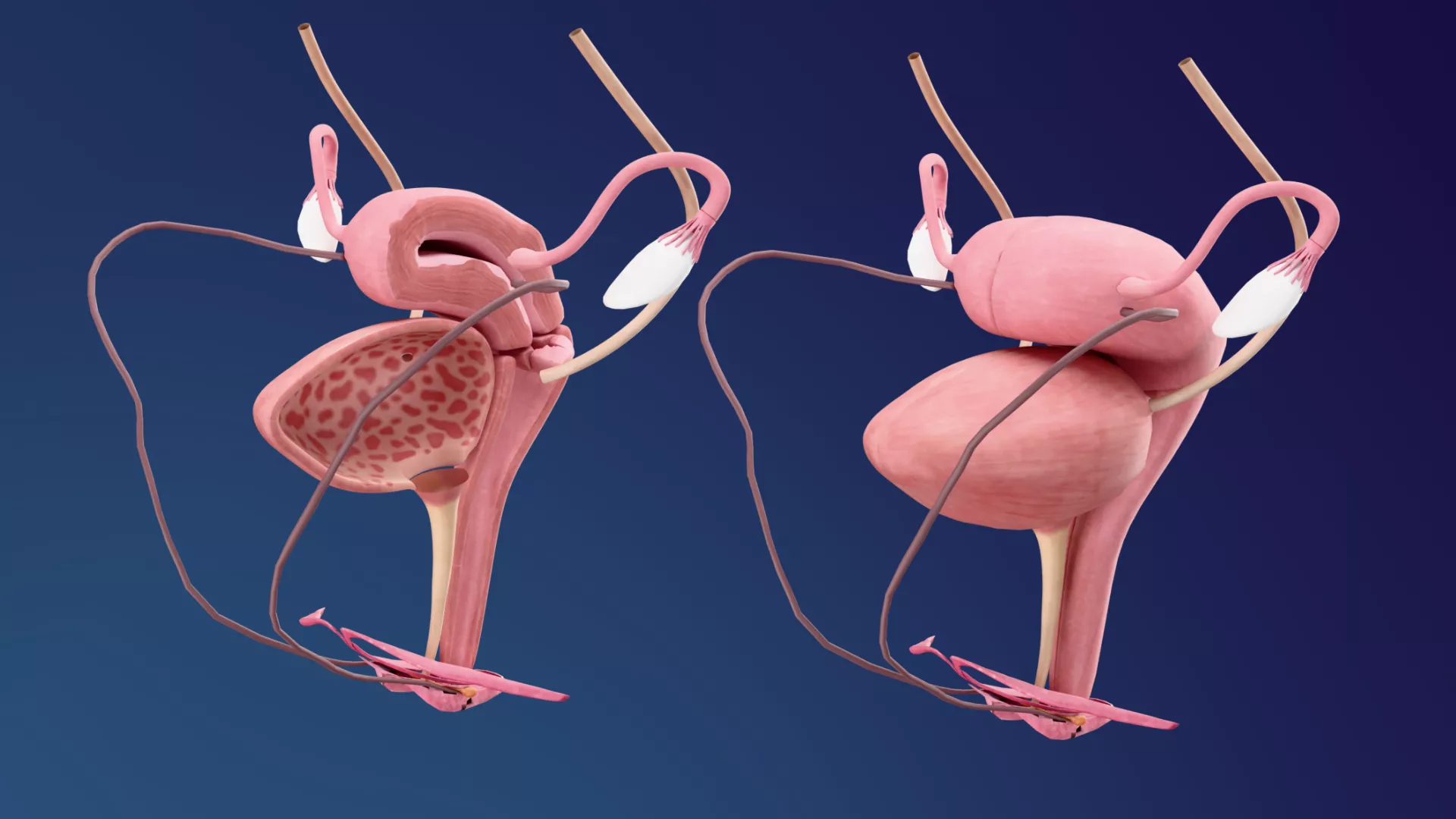 Female Reproductive System 3D model