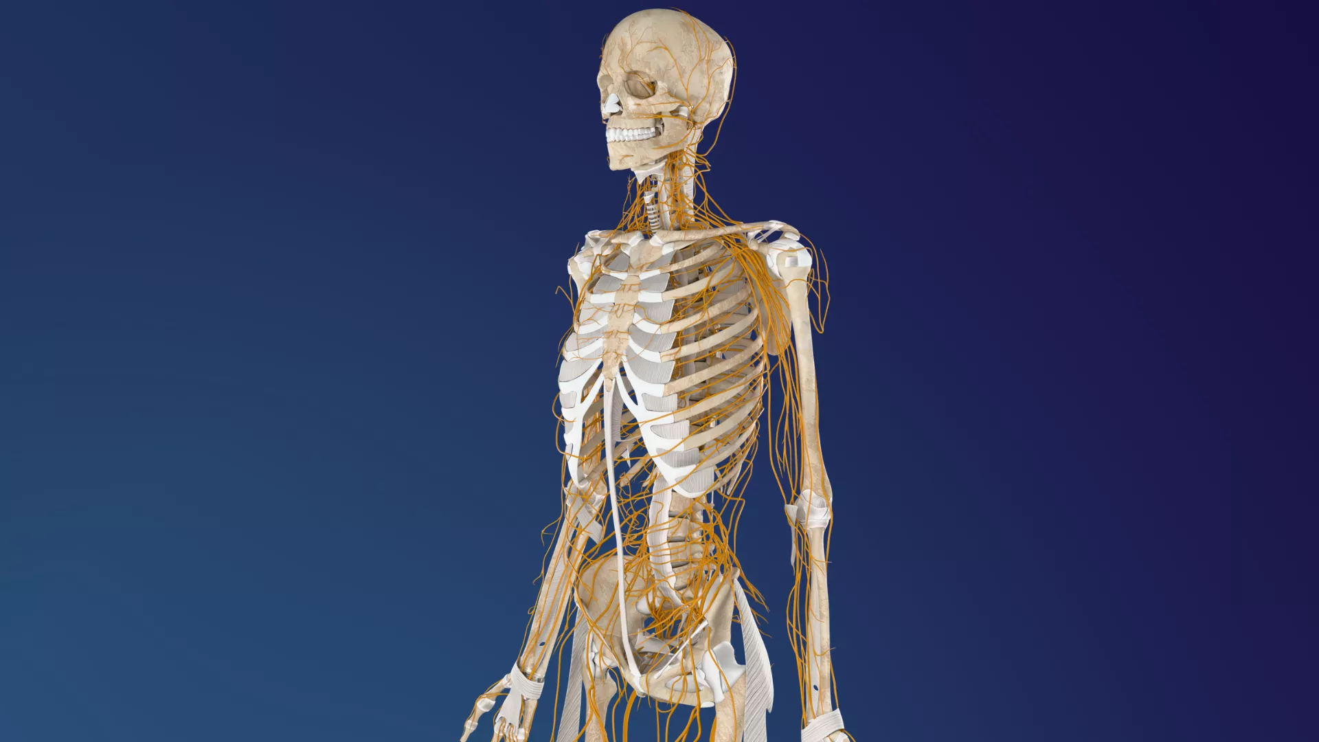 Human Skeletal and Nervous System 3D model