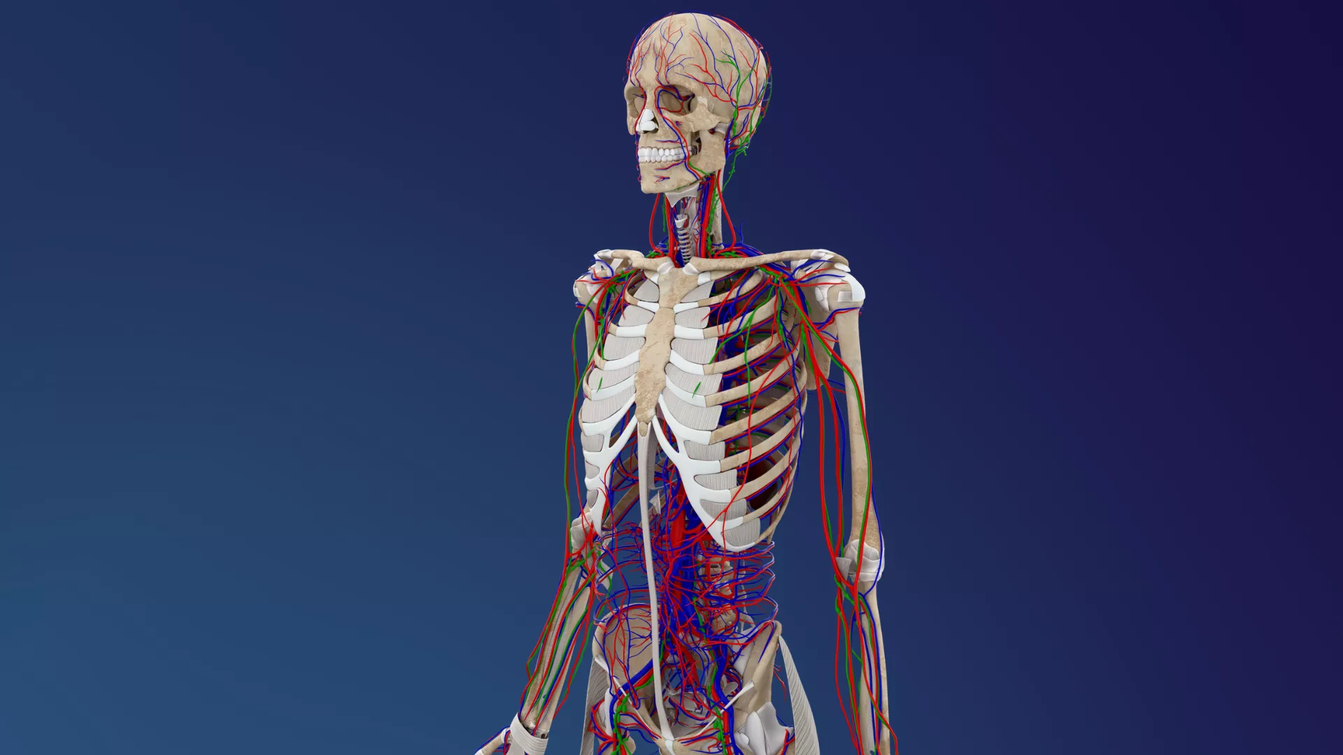 Human Skeleton and Circulatory System 3D model