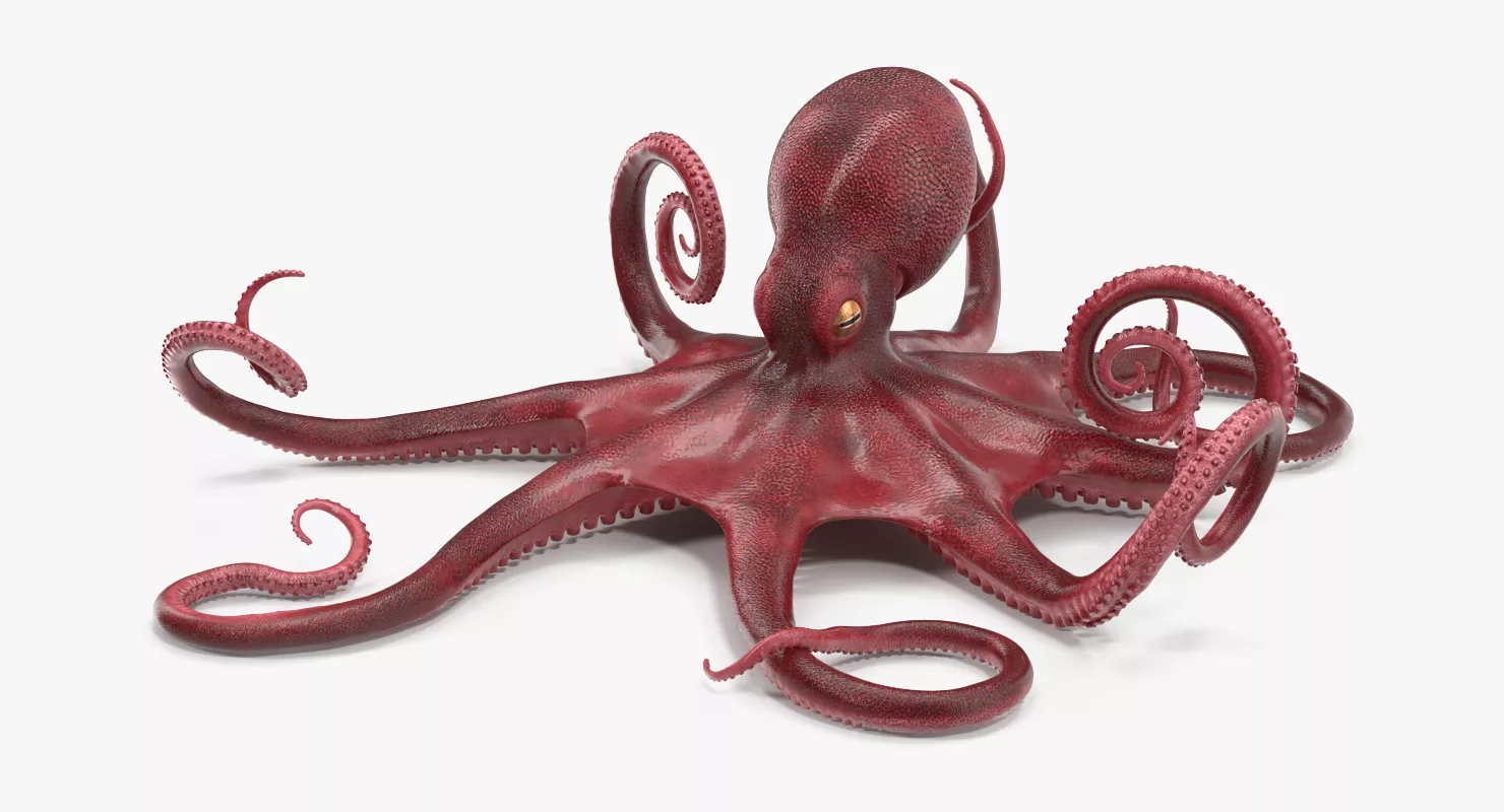 Octopus Vulgaris Rigged 3D model