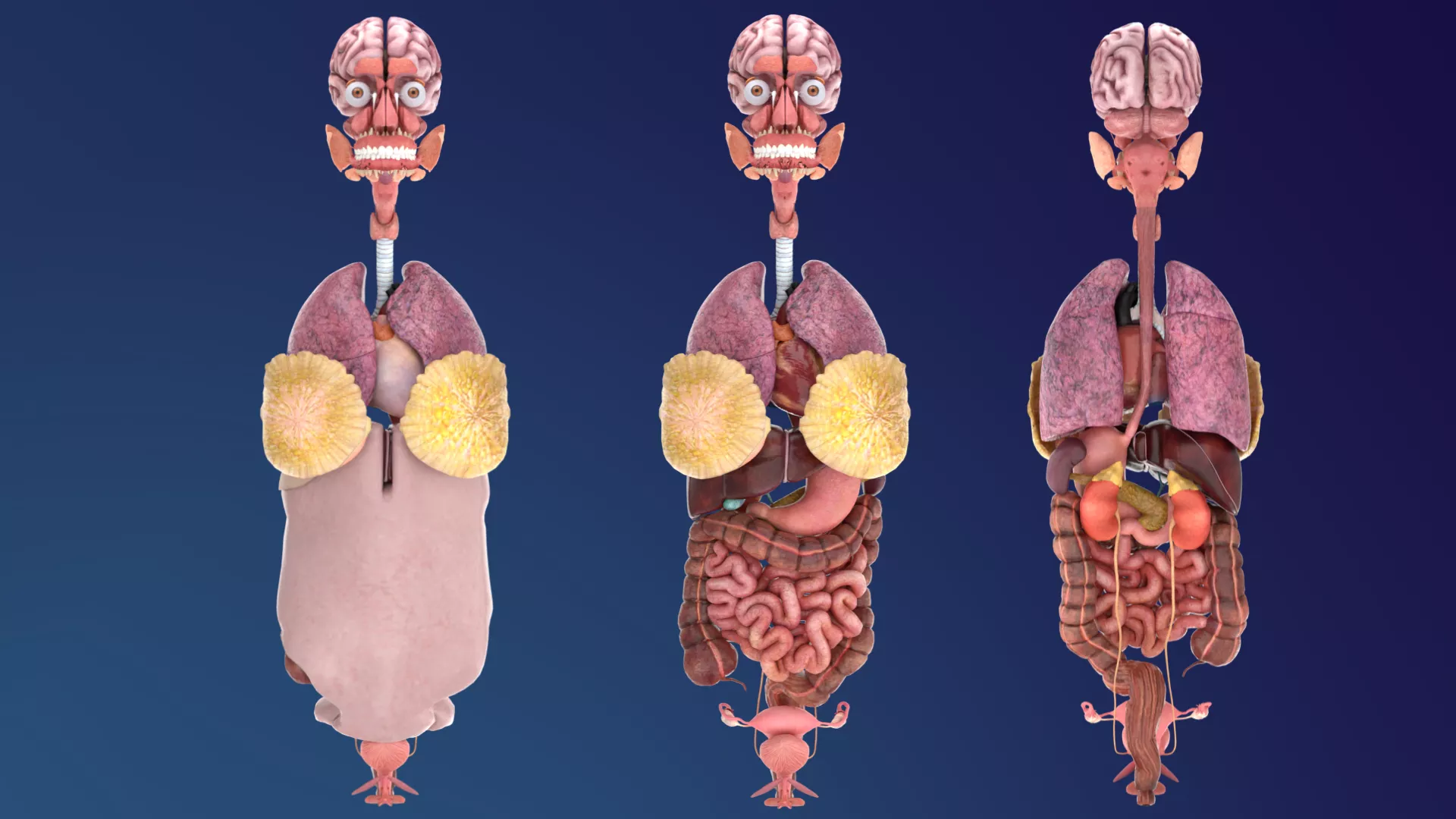 Female Internal Organs System 3D model