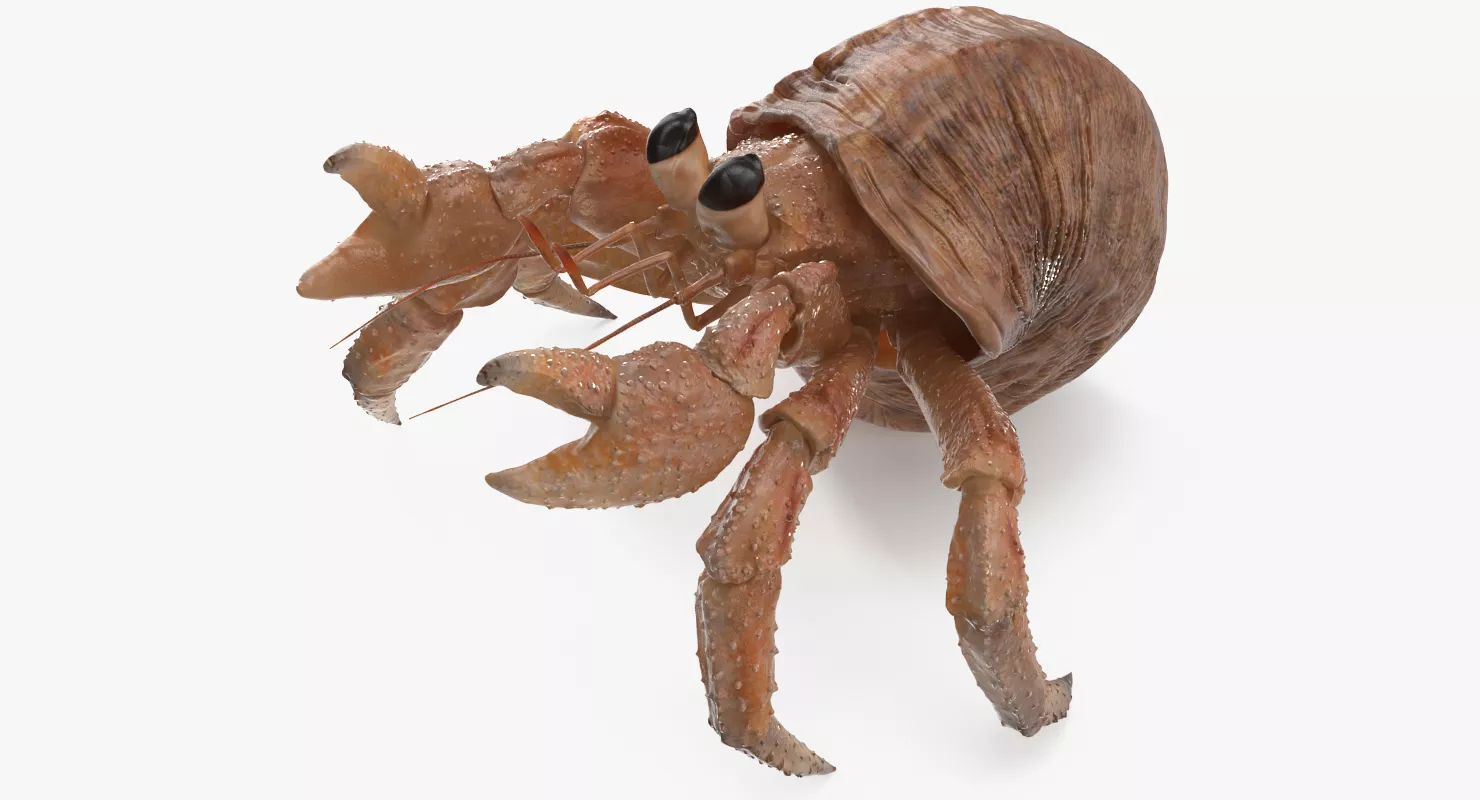 Hermit Crab Rigged 3D model
