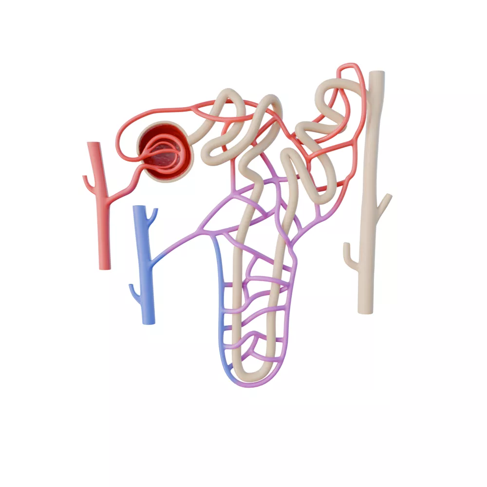Urine Formation 3D model