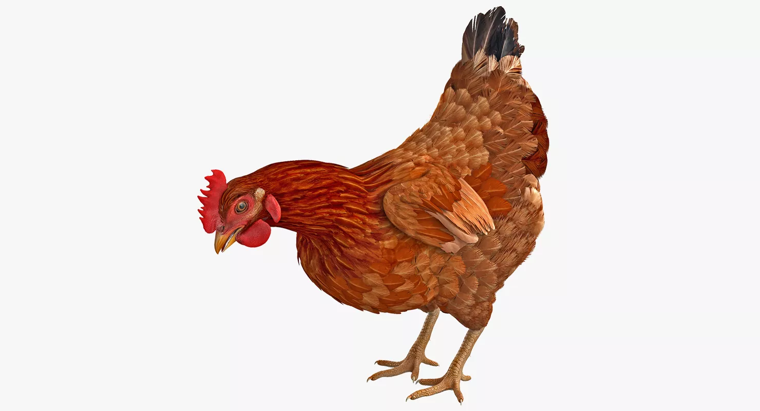 Brown Chicken Eating 3D model
