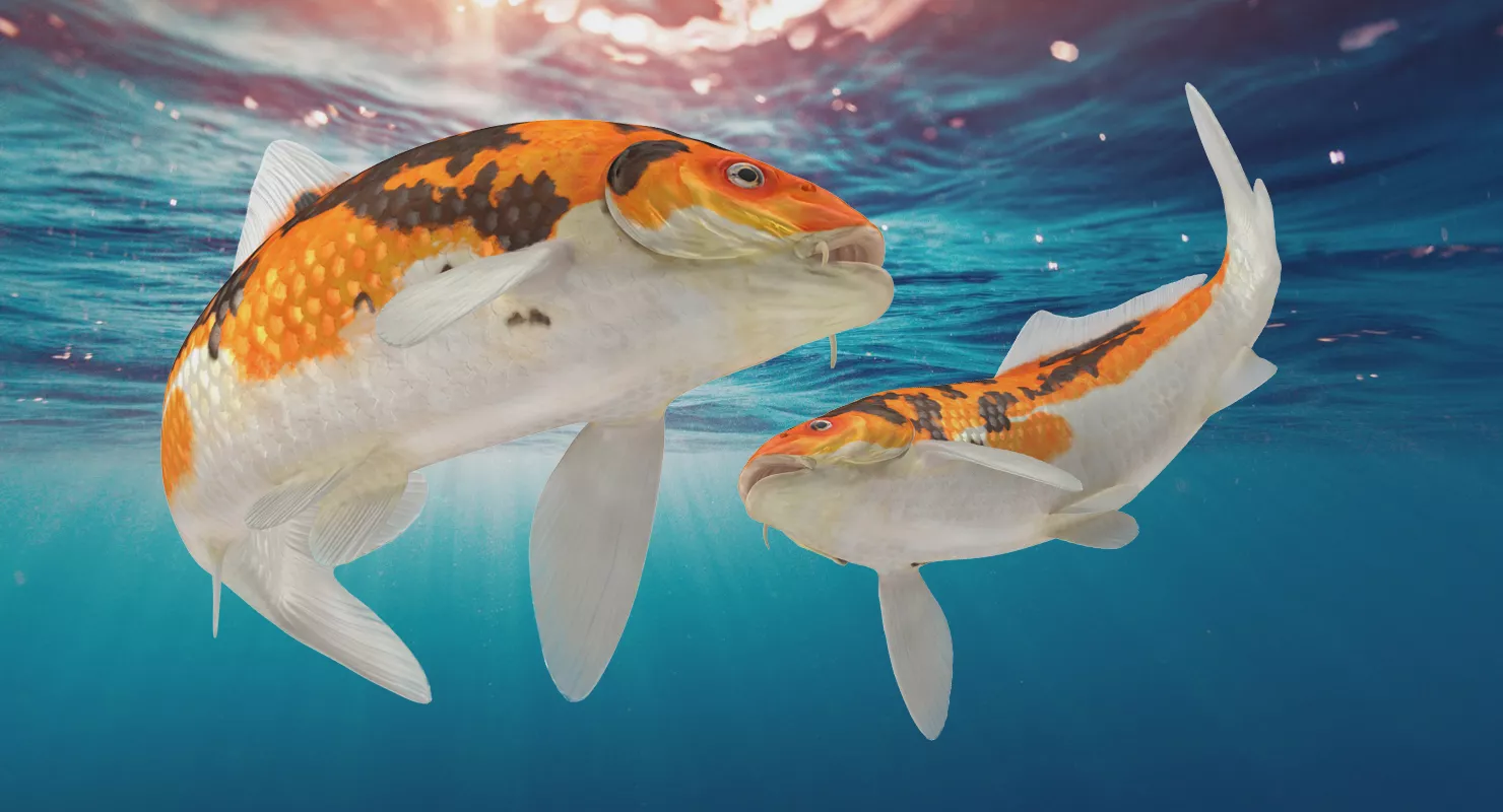 Koi Fish Rigged 3D model