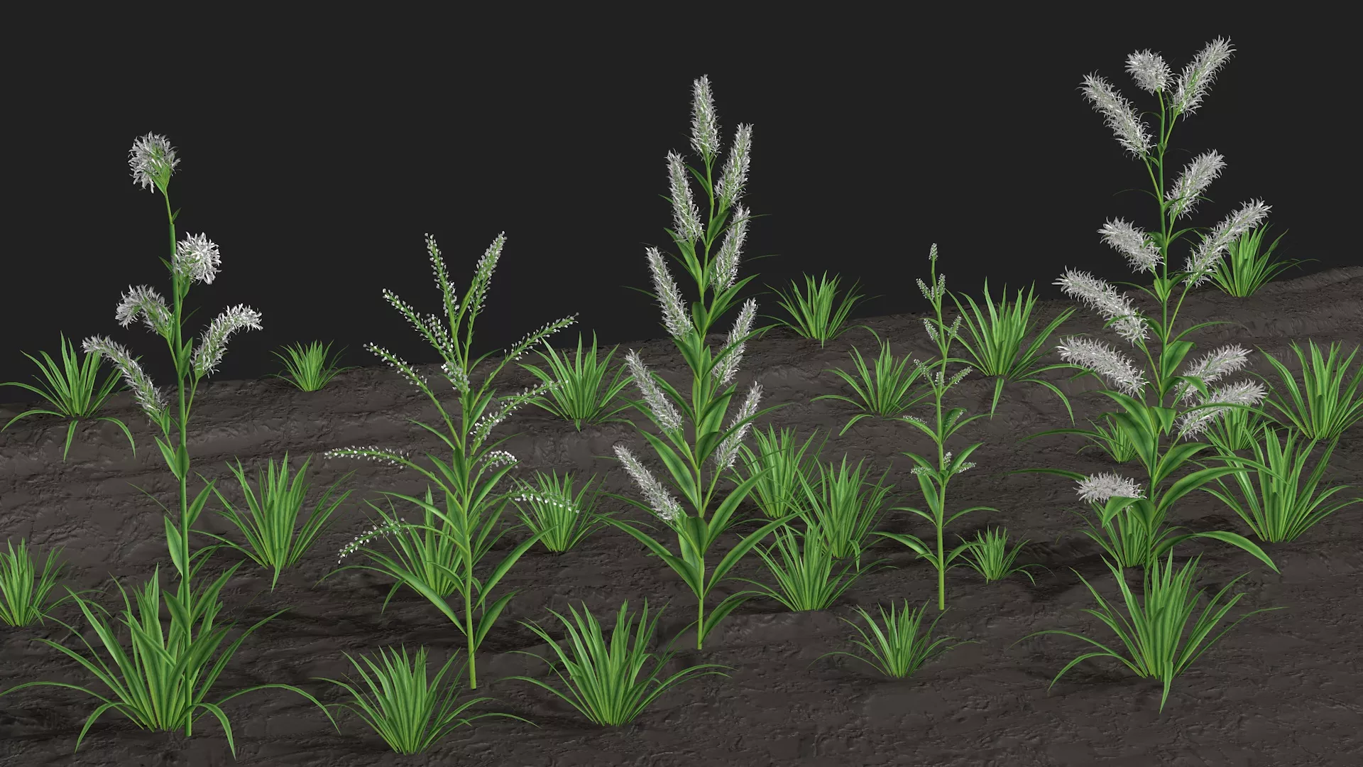 Five Dittander Hi poly White wildflowers 3D model