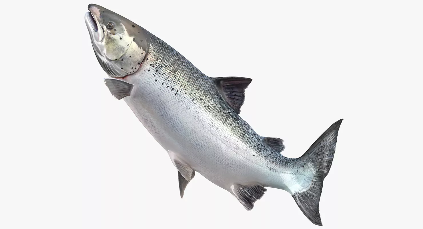Atlantic Salmon Fish Rigged 3D model
