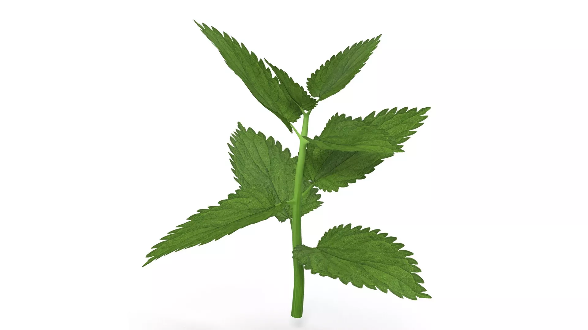 Branch With Leaves 3D model