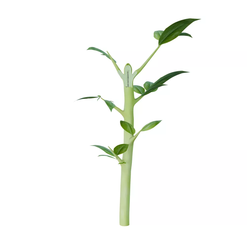Apical Meristem 3D model