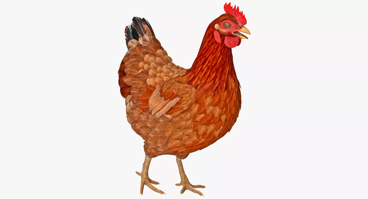 Brown Chicken Walking Pose 3D model