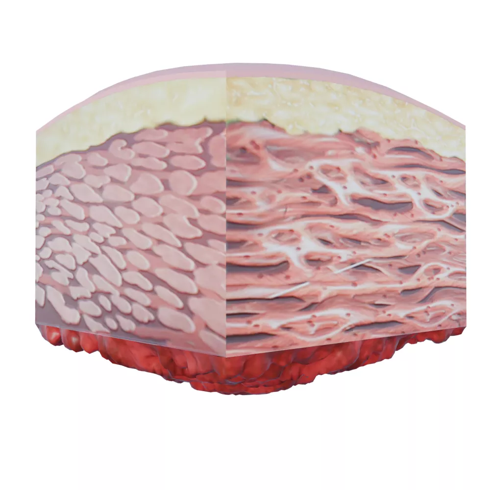 Cardiac muscular tissue 3D model