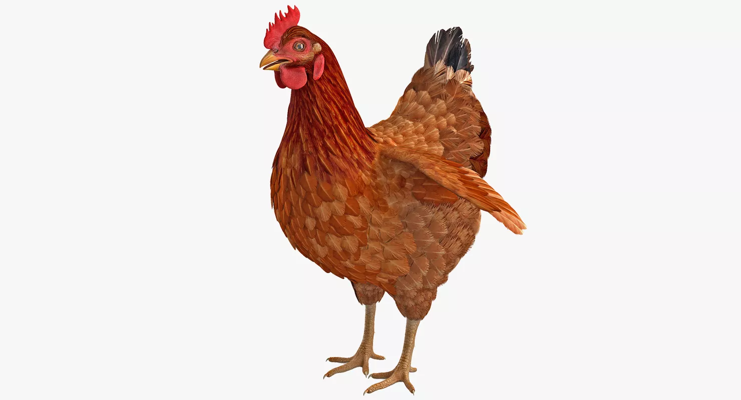 Brown Chicken 3D model
