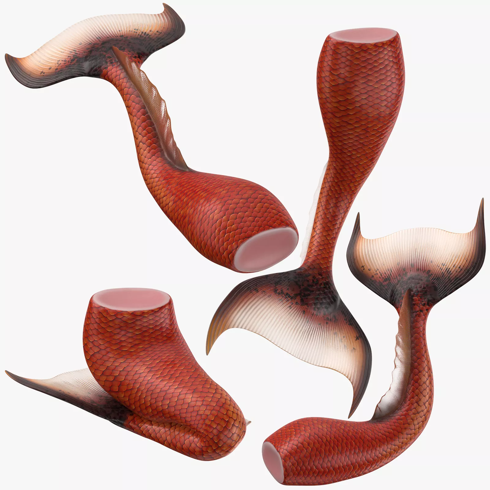 Mermaild Tail 01 3D model