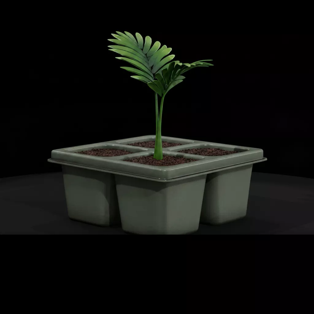 Minimalist Seedling Tray with Palm Saplings 3D print model
