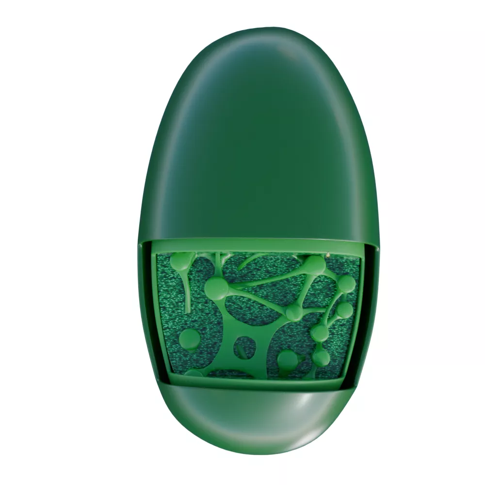 Chloroplast 3D model