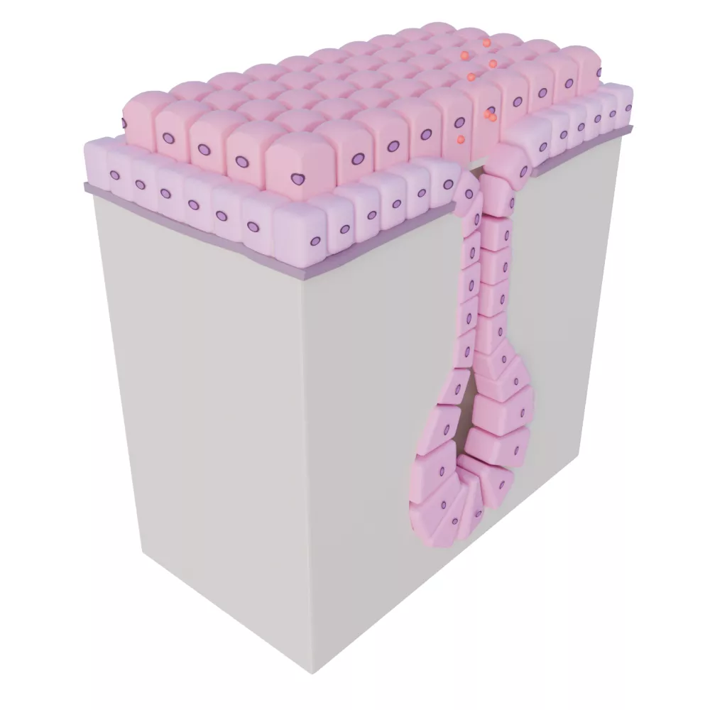 Glandular 3D model