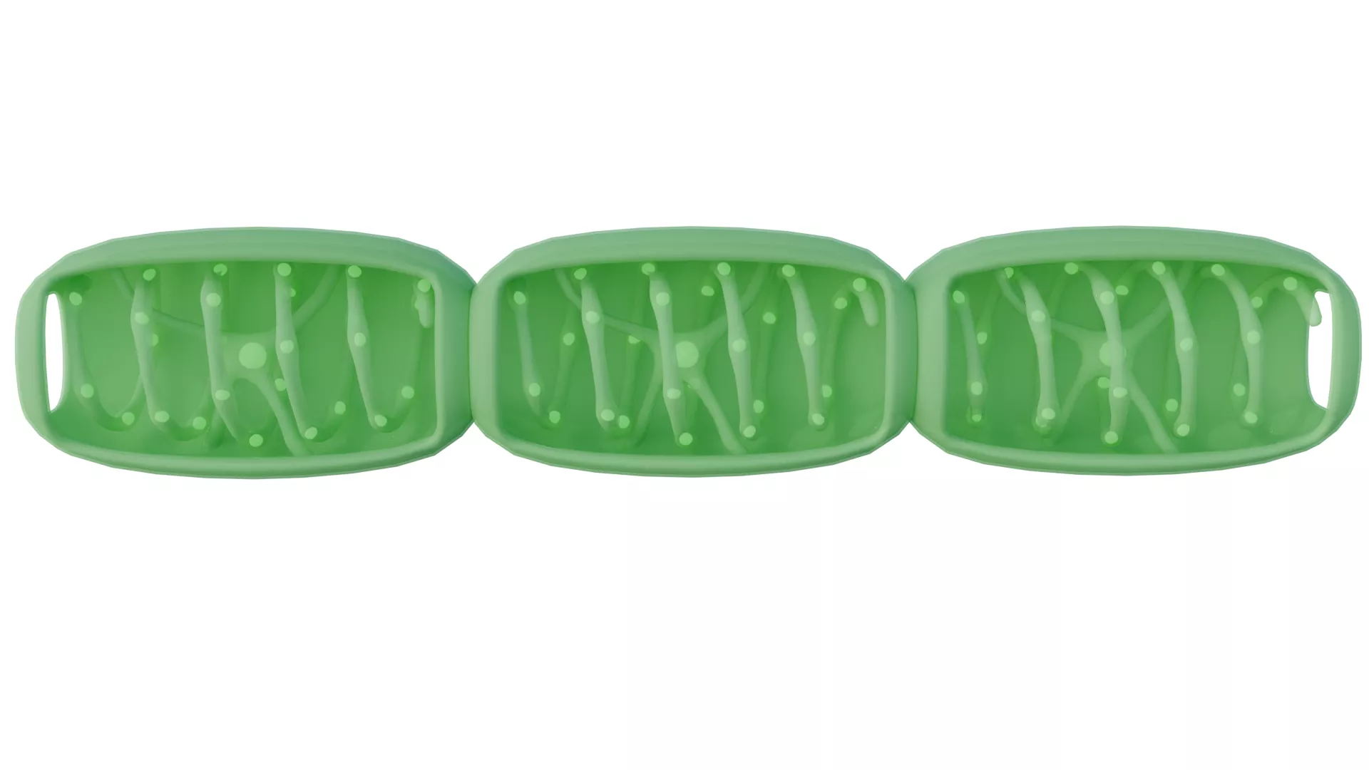 Modes Of Reproduction Used By Single Organisms 3D model