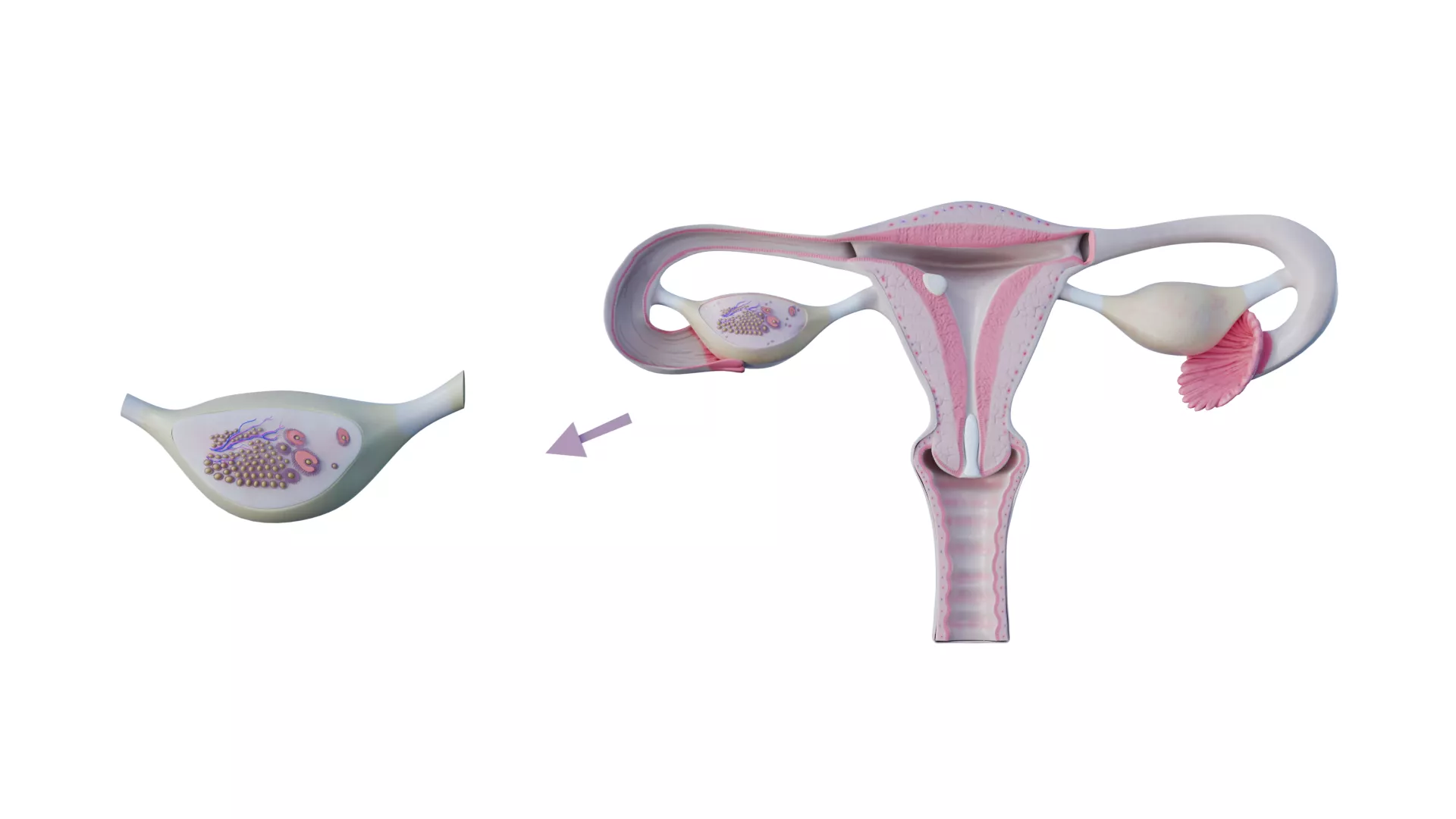 Reproductive System 3D model