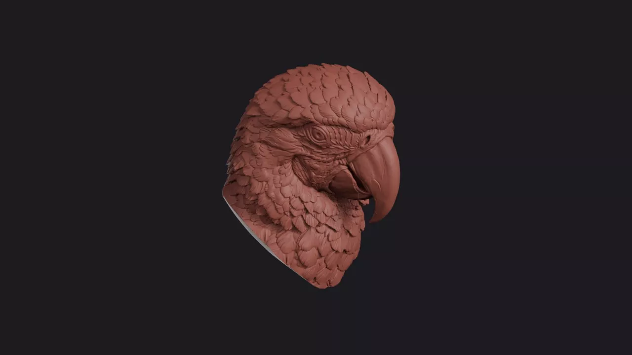 Macaw Head Bust Wall Mount 3D print model