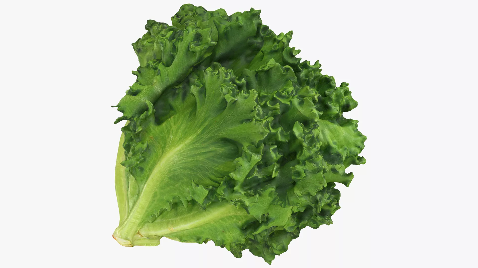 Frillice Iceberg Lettuce 3D model