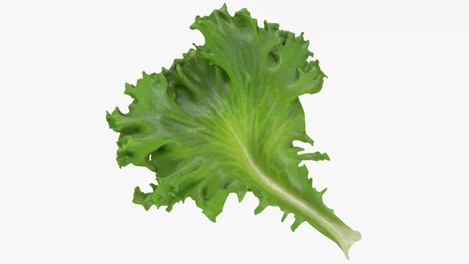 Frillice Iceberg Leaf