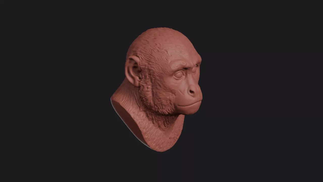 Capuchin Monkey Head Bust Wall Mount 3D print model