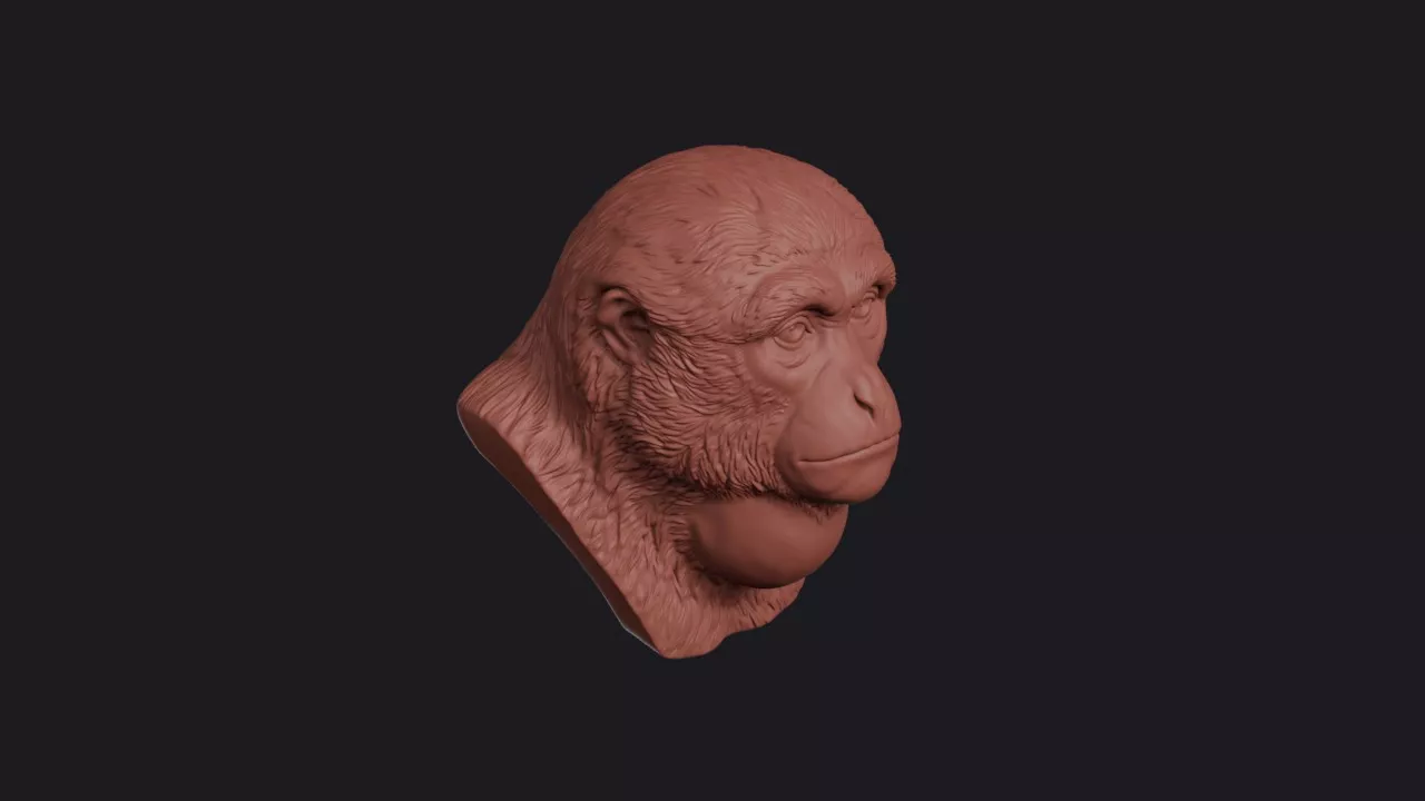 Siamang Gibbon Head Bust Wall Mount 3D print model
