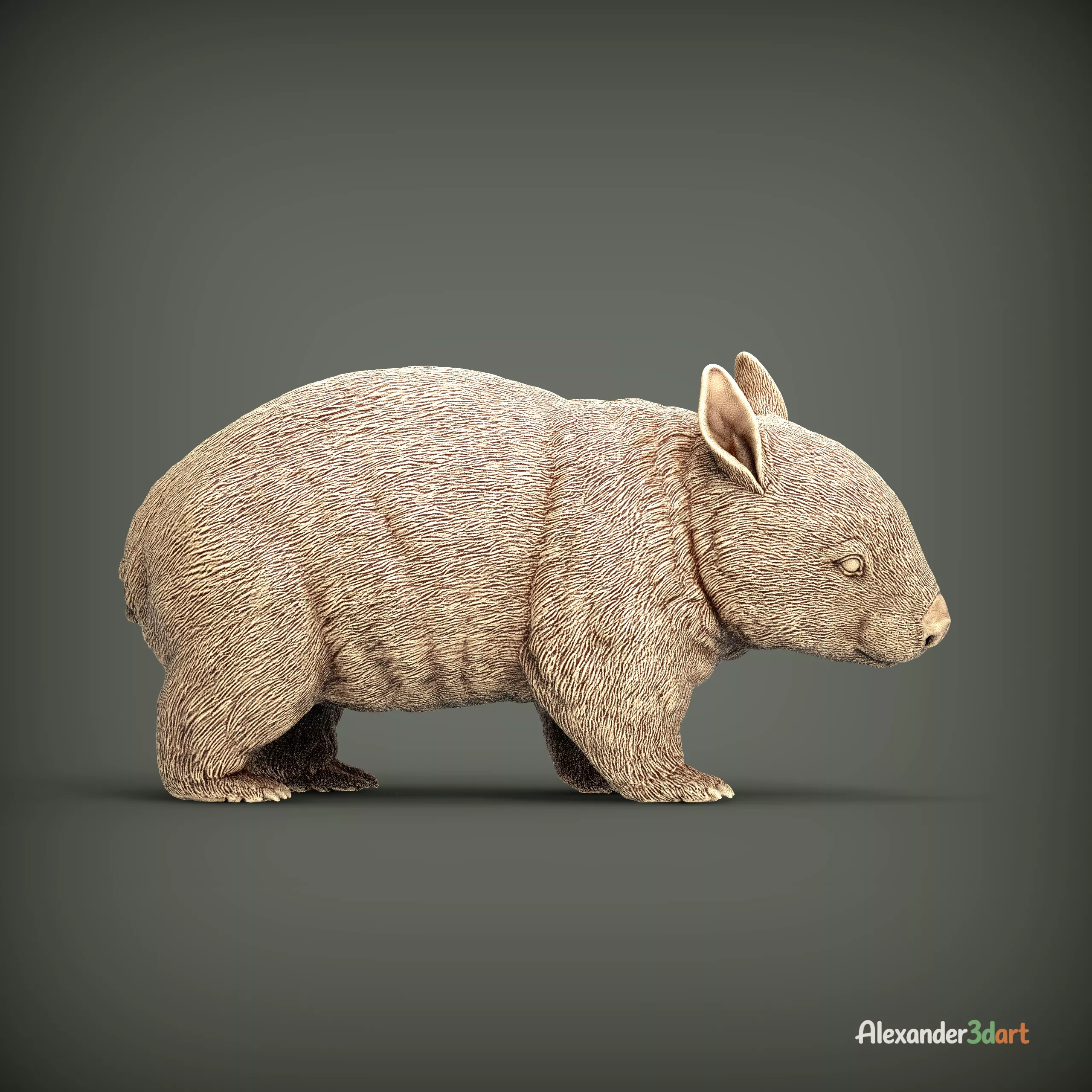 Southern Hairy-nosed Wombat Realistic 3D Printable Animal 3D print model