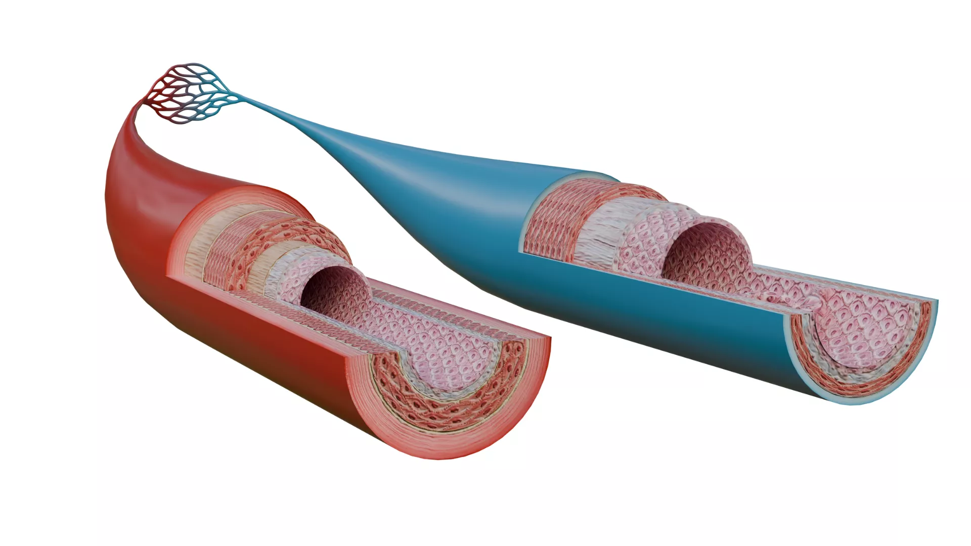 Microscopic Blood Vasculature 3D model