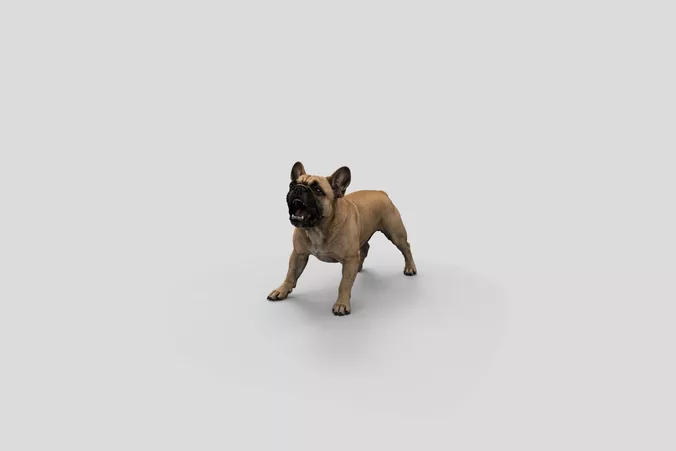  Realistic FrenchBulldog Barking Dog 3D Model