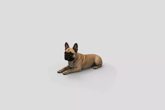  Realistic FrenchBulldog Lying Dog 3D Model