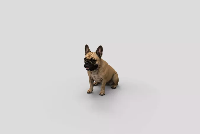  Realistic FrenchBulldog Sitting Dog 3D Model
