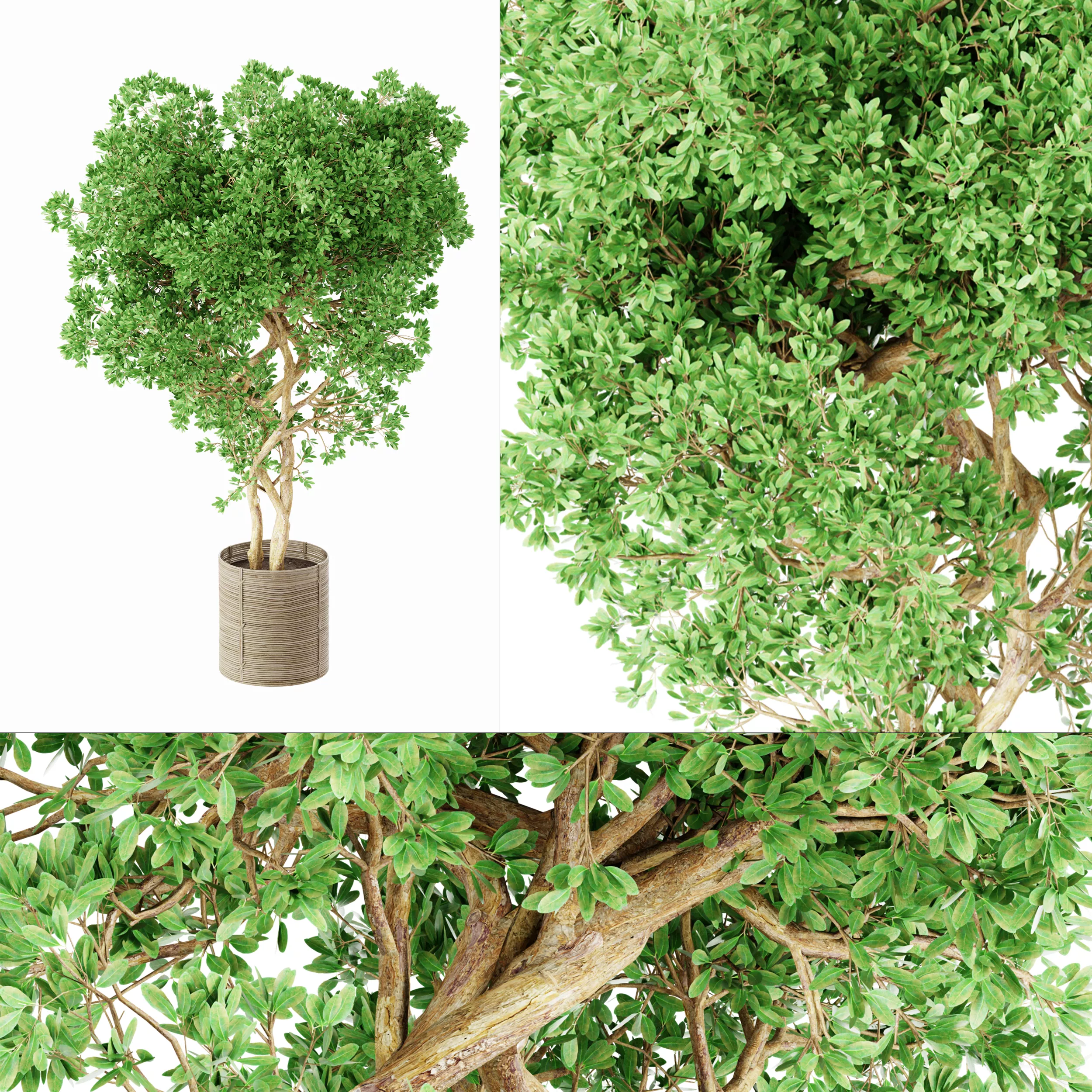 Bonsai Plant Low-poly 3D model