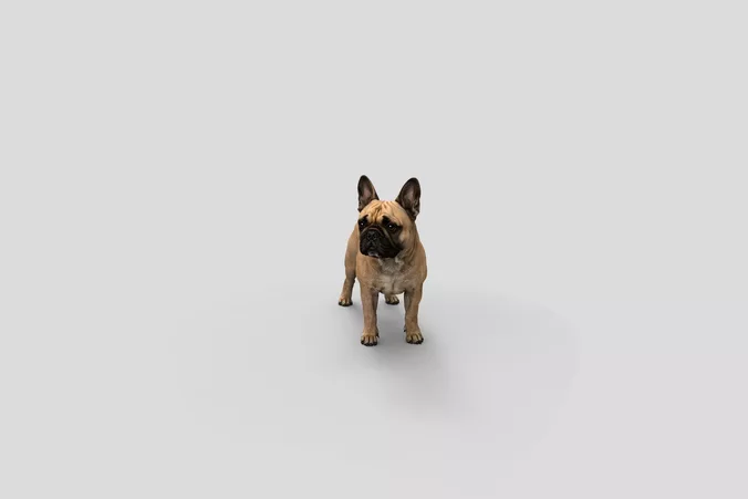  Realistic FrenchBulldog Standing Dog 3D Model
