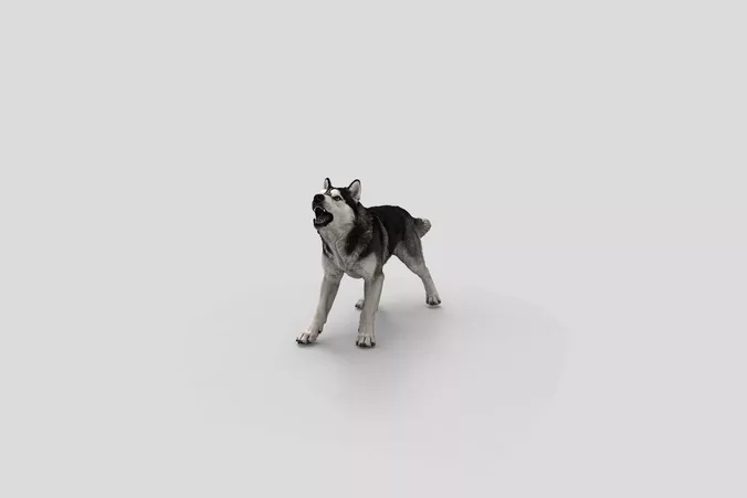  Realistic SiberianHusky Barking Dog 3D Model