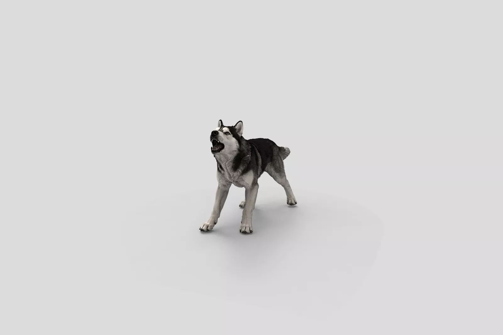 Realistic SiberianHusky Barking Dog 3D Model 3D print model