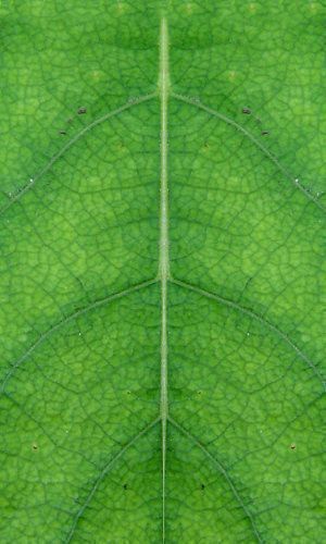 house small villa Low-poly 3D model_4