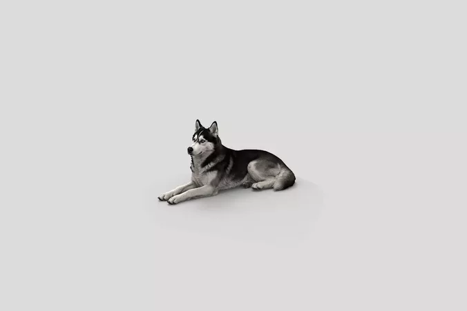  Realistic SiberianHusky Lying Dog 3D Model