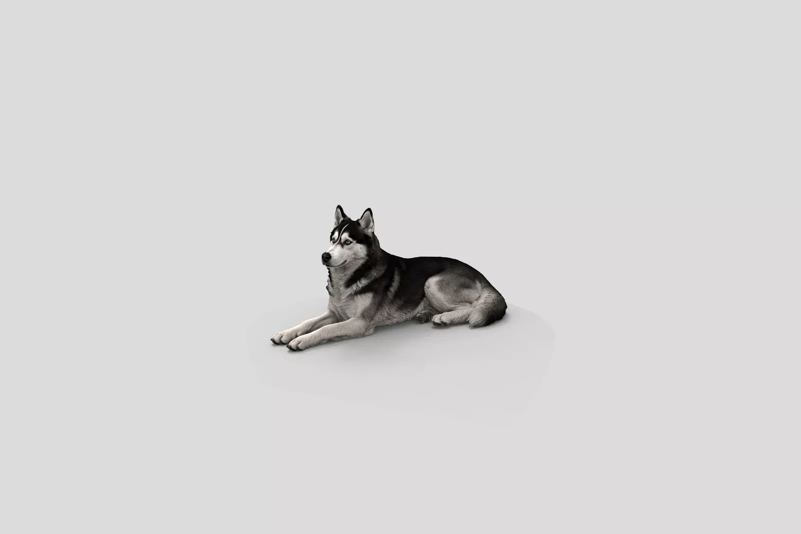 Realistic SiberianHusky Lying Dog 3D Model 3D print model