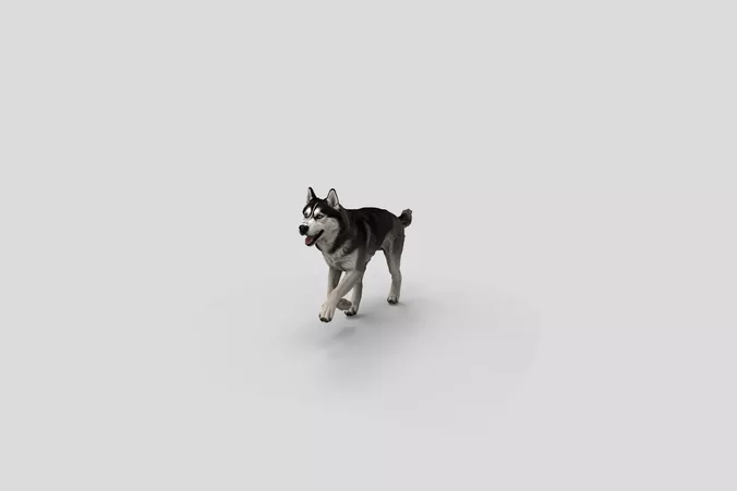  Realistic SiberianHusky Running Dog 3D Model