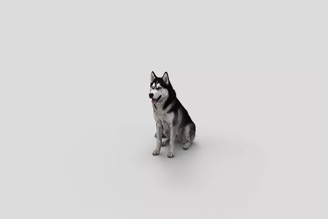  Realistic SiberianHusky Sitting Dog 3D Model