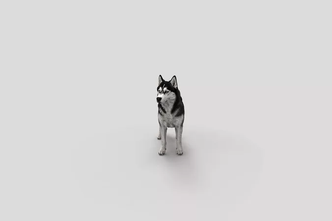  Realistic SiberianHusky Standing Dog 3D Model