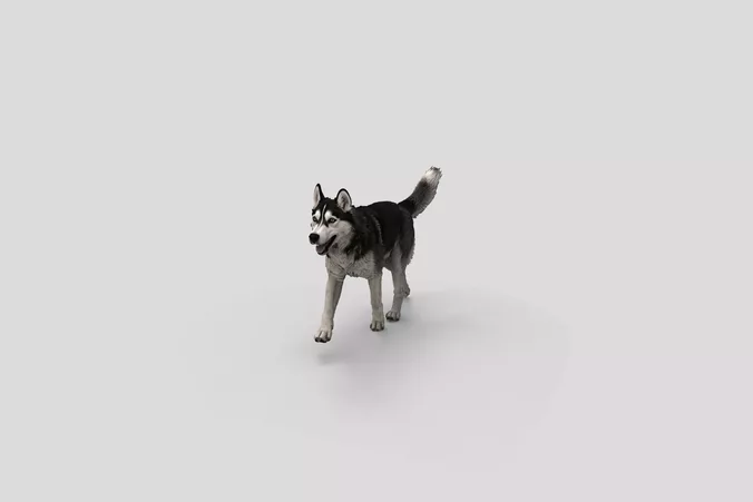  Realistic SiberianHusky Walking Dog 3D Model