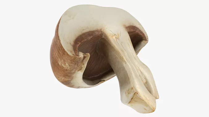 Half Portobello Mushroom