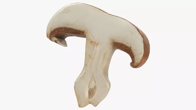 Portobello Mushroom Slice